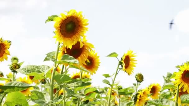 Girasoles en el campo — Vídeo de stock