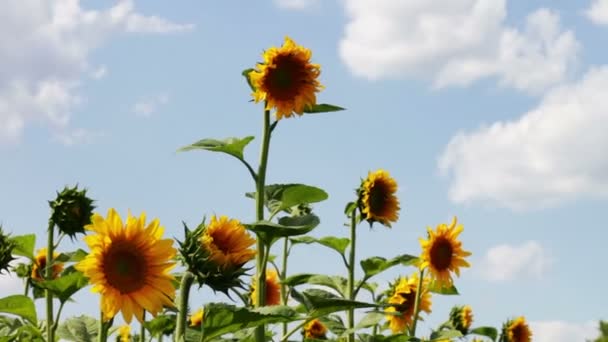 Tournesols dans les champs