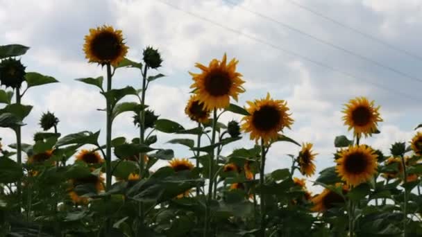 Zonnebloemen in het veld — Stockvideo