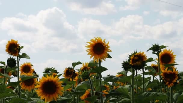 Girasoles en el campo — Vídeos de Stock