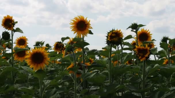 Соняшники в полі — стокове відео