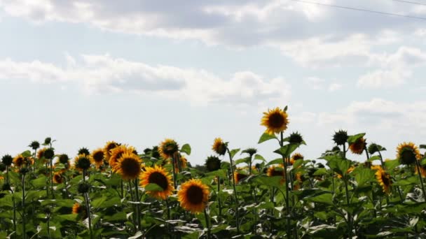 Tournesols dans les champs