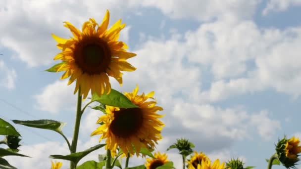 Zonnebloemen in het veld — Stockvideo