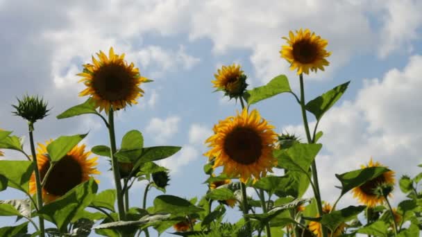 Tournesols dans les champs