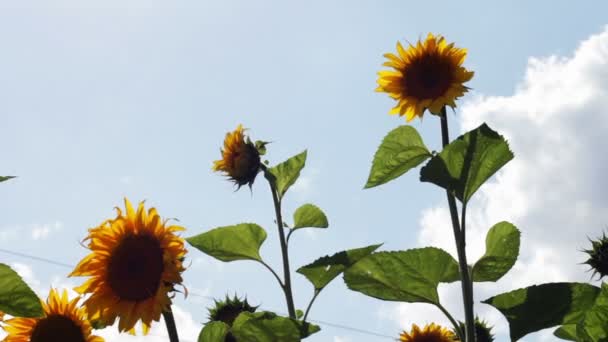 Sonnenblumen auf dem Feld — Stockvideo