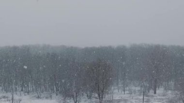 Şiddetli kar taneleri, soğuk bir kış günü gri bulutlu bir gökyüzü ile çıplak ağaçlardan oluşan bir ormana yoğun bir şekilde düşer. Şiddetli hava koşulları, mevsimsel değişim ve doğal sükunet kavramı.