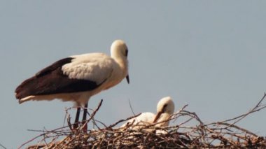 Leylek yuvası bir ayağı üzerinde oturuyor.