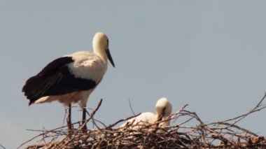 Leylek yuvası bir ayağı üzerinde oturuyor.