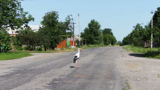Stork gå på vejen . – Stock-video