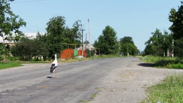 Cicogna a piedi sulla strada . — Video Stock