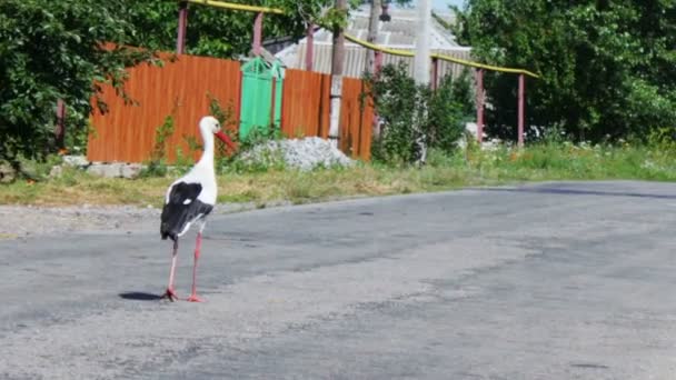 Stork walking on the road. — Stock Video