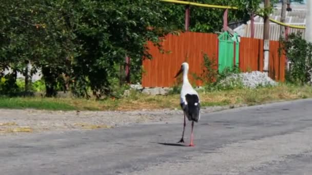 Ooievaar lopen op de weg. — Stockvideo