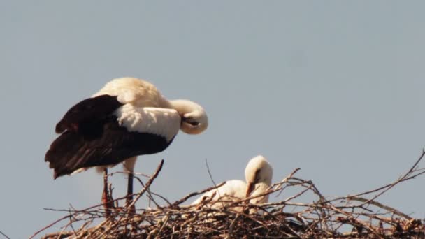Storks are sitting in a nest on a pillar. — Stock Video
