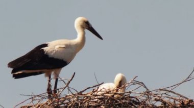 Leylek yuvası bir ayağı üzerinde oturuyor.