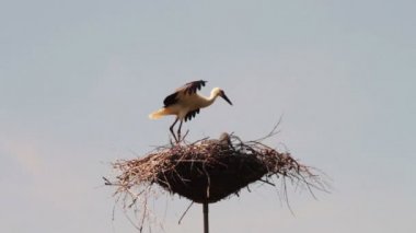 Leylek yuvası bir ayağı üzerinde oturuyor.