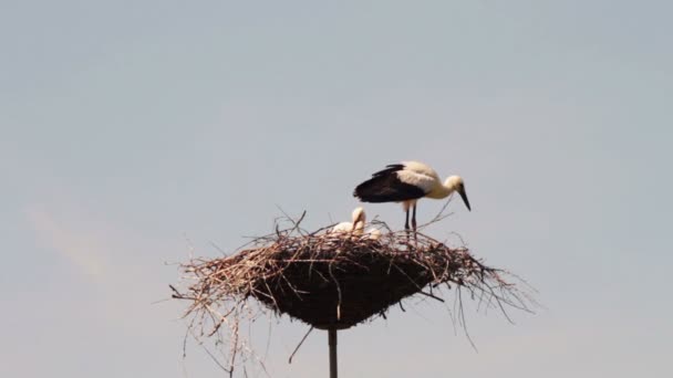 Les cigognes sont assises dans un nid sur un pilier . — Video