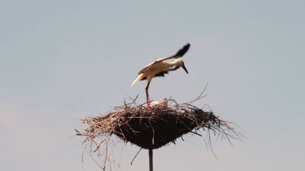 Storks are sitting in a nest on a pillar. — Stock Video