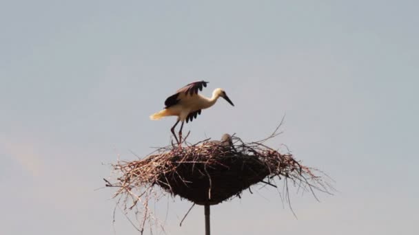 Les cigognes sont assises dans un nid sur un pilier . — Video