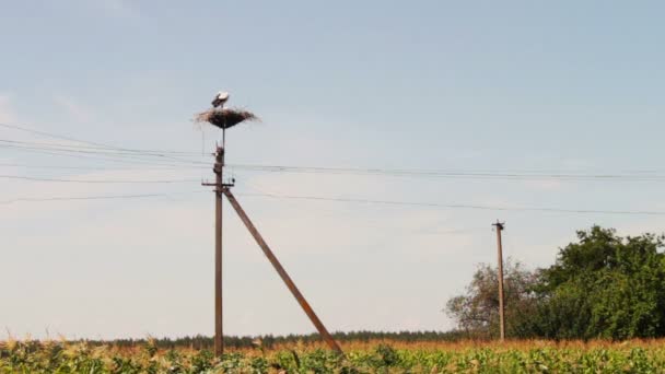 Storks are sitting in a nest on a pillar. — Stock Video