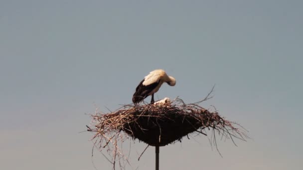 Storks are sitting in a nest on a pillar. — Stock Video