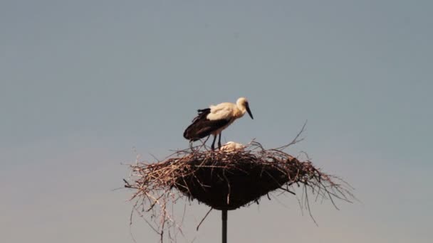 Les cigognes sont assises dans un nid sur un pilier . — Video