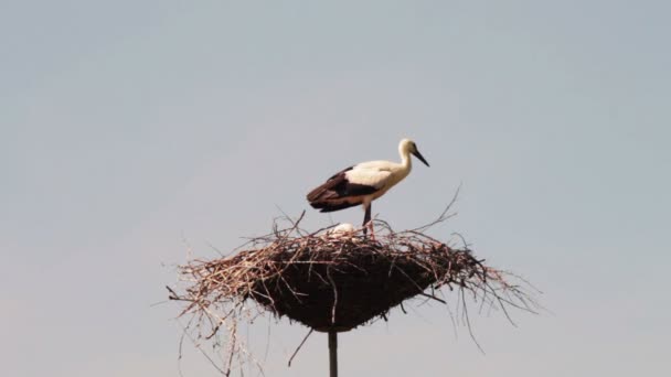 Cigüeñas están sentadas en un nido sobre un pilar . — Vídeos de Stock