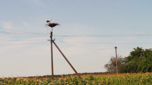 Cigüeñas están sentadas en un nido sobre un pilar . — Vídeos de Stock