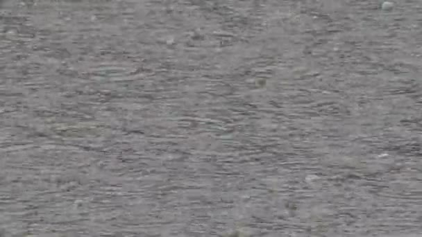 Regen drupt door de plassen. — Stockvideo