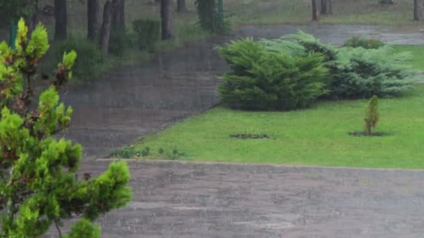Regn på en bakgrund av träd. — Stockvideo