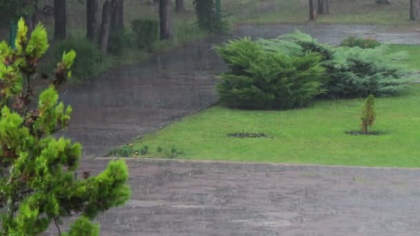 Regen op een achtergrond van bomen. — Stockvideo