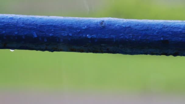 Gotas de agua goteando en la lluvia — Vídeos de Stock