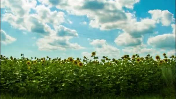 Girasoles en un campo en el fondo nubes en movimiento . — Vídeos de Stock