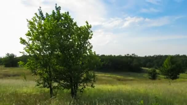 Landskaps fält, träd, rörliga moln och sol. — Stockvideo