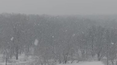 Yoğun kar taneleri çıplak yaprak döken ağaçlarla dolu gri kış manzarasının üzerine hızla düşer. Şiddetli hava, mevsimsel yalnızlık ve kar fırtınası sırasında doğanın acımasız güzelliği kavramı..