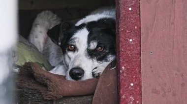 Üzgün bir siyah beyaz köpek kameraya bakarken ahşap bir barınak kutusunun içinde rahatça yatıyor. Hayvan terk etme kavramı, barınaklardaki yalnızlık ve evlat edinme ihtiyaçları..