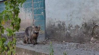 Uzun saçlı, tasmalı bir tekir kedi, kameraya dikkatle bakmak için beton kaldırımda duruyor. Arka planda yıpranmış bir kent duvarı ve açık hava ortamında yeşil yapraklar yer alıyor..