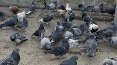 Farklı renklerdeki büyük şehir güvercin sürüsü yiyecek bulmak için toprak ve beton bir yüzey üzerinde toplanıyor. Kamera, bulutlu ve doğal bir ışık ayarı içinde kuşların arasında yavaşça hareket eder..