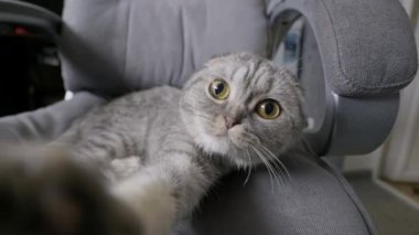Gri tekir kürklü İskoç kedisi kumaş ofis sandalyesinde rahatça yatıyor. Yakın çekim, odanın etrafına bakan büyük, anlamlı sarı gözlerini yakalar..
