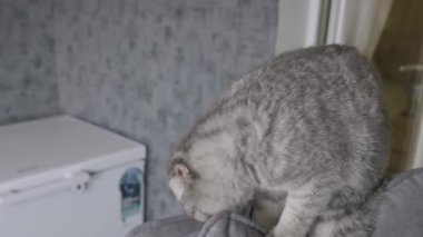 Gri tekir kürklü İskoç Katlayan Kedi, patilerini bir odadaki yumuşak, gri bir kanepede ovuyor. Yakın çekim evcil hayvanın içerik davranışını ve yumuşak kürkünü yakalar..