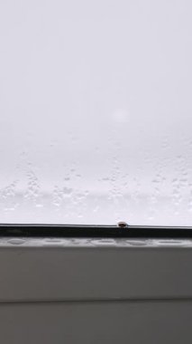 Küçük kırmızı uğur böceği pencerenin kenarında oturur ve camında yoğun bir yoğunlaşma vardır. Kamera, buharlı yüzeydeki su damlacıklarının dokusunu gösteriyor..