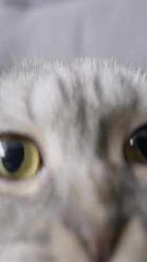 Gümüş renkli tekir kürklü İskoç kedisi gri bir kanepede uzanmış, geniş, meraklı gözleriyle kameraya bakıyor. Aşırı yakın çekim, sevimli ve anlamlı yüzünün detaylarını yakalar..