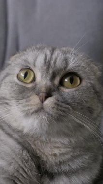 Gri tekir kürklü İskoç kedisi büyük, büyümüş gözbebekleriyle doğrudan kameraya bakıyor. Yumuşak, hatta ışıklandırma bile kedinin dışavurumcu yüzünü ön plana çıkarıyor..