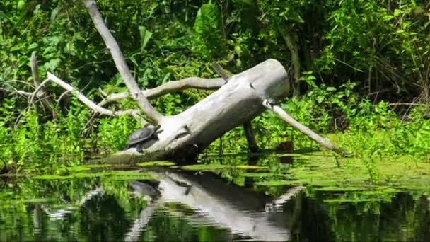 Due tartarughe sedute su un tronco nel fiume . — Video Stock