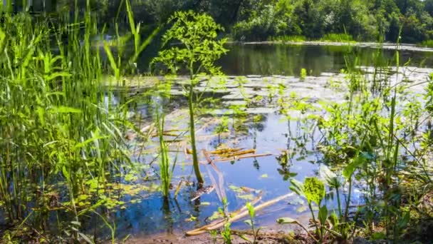 Alghe, ninfee e vegetazione verde sulle rive del fiume . — Video Stock