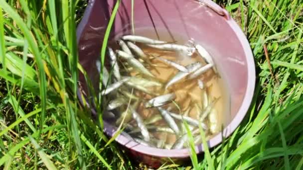 O peixe capturado em um balde . — Vídeo de Stock