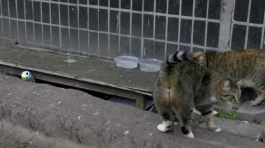 Gri bir sokak kedisi pis bir çıkıntıda gerinirken başka bir vahşi kedi de plastik yemek kaseleri ve çöplerin yanından geçiyor. Kentsel hayatta kalma kavramı, evsiz hayvan nüfusu ve sokaklardaki yaşam.