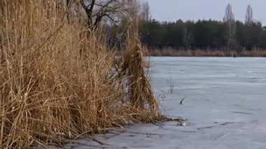 Kuru sarı sazlıklar rüzgarda savruluyor. Geniş donmuş bir gölün yanında. Buzun üzerinde uzak bir insan var. Soğuk kış mevsimleri, huzurlu açık hava yalnızlığı ve sakin doğa manzaraları kavramı..