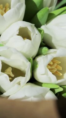 Beyaz lale çiçekleri parlak güneş ışığında dinleniyor. Taze beyaz taç yaprakları ve canlı sarı erkek organlarının makro detaylarını vurguluyor. Taze bahar tazeleme ve doğal zarafet kavramı.