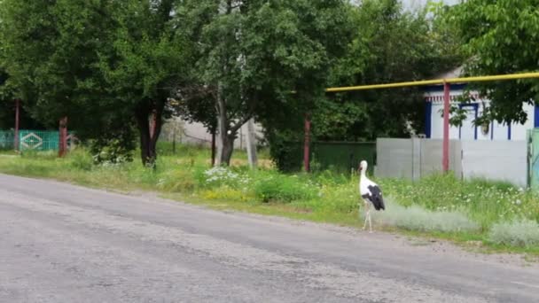 Ooievaar lopen op de weg. — Stockvideo