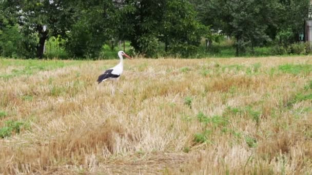 Cigüeña caminando por el campo . — Vídeo de stock